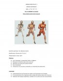 Unidad didáctica N° 1 Eje: El hombre y la salud