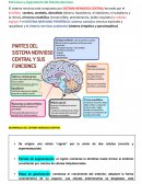 Estructura y organización del Sistema Nervioso