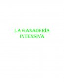 La ganaderia intensiva