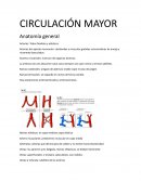 Ciculación mayor