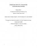 Etnoecología tzeltal de la gallina ciega (coleoptera: melolonthidae)