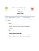 Título de la práctica.Mitosis en raíz de cebolla