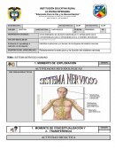 Sistema nervioso humano