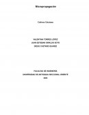 Laboratorio de micropropagacion