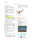 Treponema pallidum Generalidades