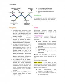 Treponema pallidum Generalidades. Página 3