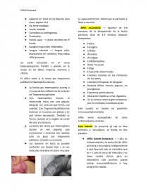 Treponema pallidum Generalidades. Página 4