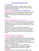 Sistema respiratorio