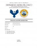 Repaso de anatomía respiratoria