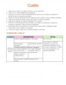 Guia de cuello . Anatomía