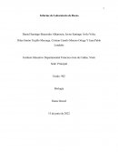 Informe de Laboratorio de Rocas