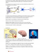 Fisiología del sistema nervioso