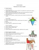 Guía músculos cintura escapular