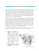 Anatomía quirúrgica de la mama