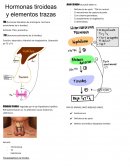 Hormonas tiroideas y elementos trazas