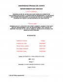 Remodelación de un refugio para animales domésticos callejeros