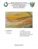 Elaborar exfoliante a base de café, azúcar morena y aceite de coco para uso corporal