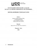 Sistema reproductor masculino