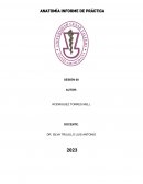 Anatomía informe de práctica