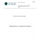 Practica N° 1 Análisis de verduras y hortalizas