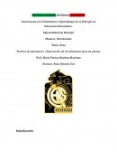 Práctica. Vertebrados- Aves- plumas