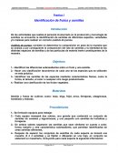 Practica 1 Identificación de frutos y semillas