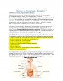 Sistema Digestivo del ser Humano