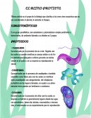 El reino protista