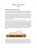 Biodigestor y Reactor de Hidrogeno