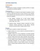 Sistema digestivo. Generalidades