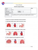 Ciencias Naturales. Control cuerpo humano