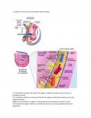 Práctica de histología