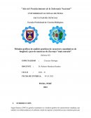 Análisis genéticos de caracteres cuantitativos de longitud y peso de mazorcas de Zea mays “maíz morado”