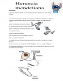 Herencia Mendeliana