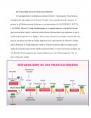 Metabolismo de los triacigliceridos