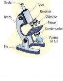 Práctica de laboratorio N° 004 Técnicas de observación de células
