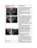 Partes del sistema urinario