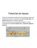 Potencial de Acción de la Neurona