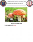 Amanita Muscaria. División de la biología: Micología