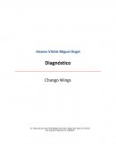 Diagnóstico de empresa Chango Wings