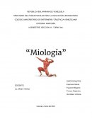 Miologia del cuerpo humano