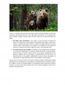 Osos de norteamerica