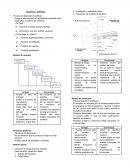 Apunte ingeniería de software