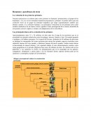 Resumen y parafraseo de texto. La evolución de los primeros primates