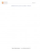 Diferencia entre la célula vegetal y célula animal