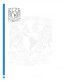 Diferencias entre ser humano y otras especies