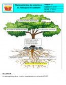Planteamientos de solución a los hallazgos de auditoria