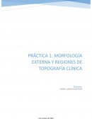 Topografía clínica bovinos