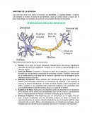 Anatomia de la neurona