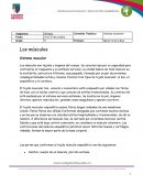 Los músculos. Sistema muscular
